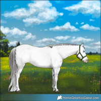 Horse Color:Liver Chestnut Frame 