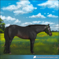 Horse Color:Gray White Spotted Brown