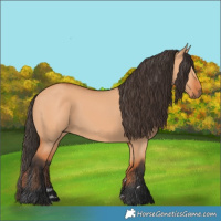 Horse Color:Bay Dun 