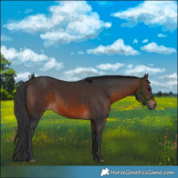 Horse Color:Brown 