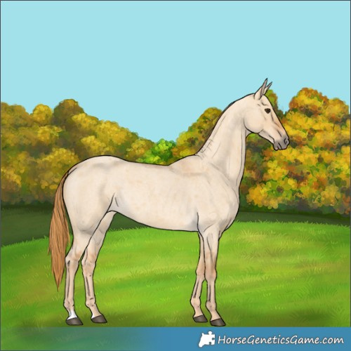 Horse Color:Red Dun Roan