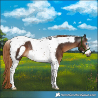 Horse Color:Gray Liver Chestnut Tobiano Frame Rabicano