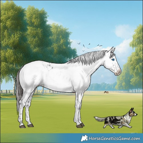 Horse Color:Liver Chestnut Frame