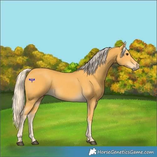 Horse Color:Palomino