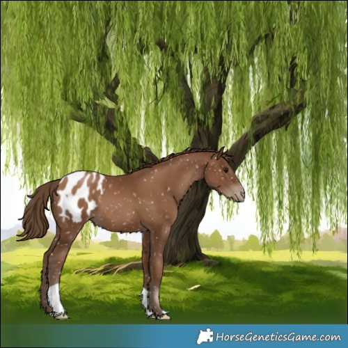 Horse Color:Gray Black Pearl Appaloosa