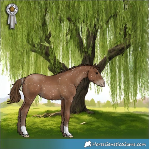 Horse Color:Gray Black Pearl Snowflake Varnish