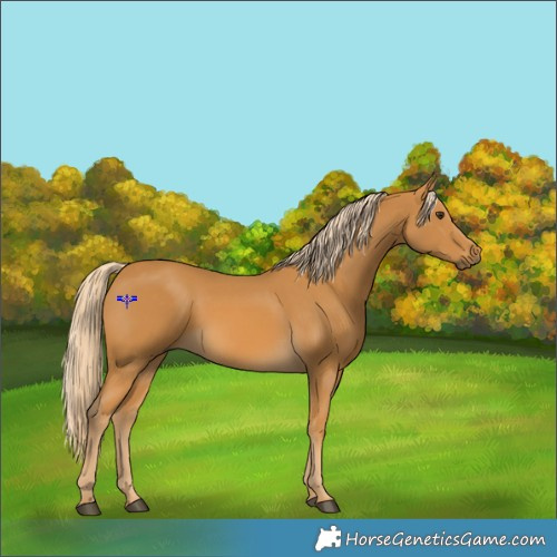 Horse Color:Palomino 
