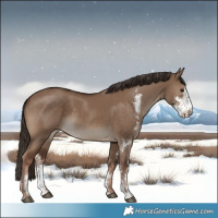 Horse Color:Liver Red Dun Sabino Rabicano