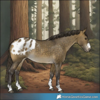 Horse Color:Buckskin Dun Blanket Rabicano