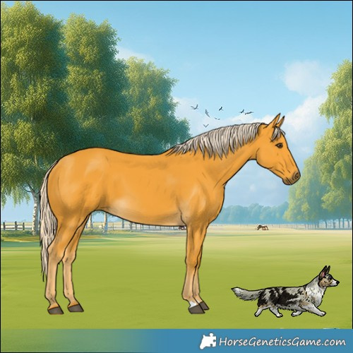 Horse Color:Palomino 
