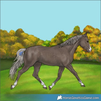 Horse Color:Silver Black 
