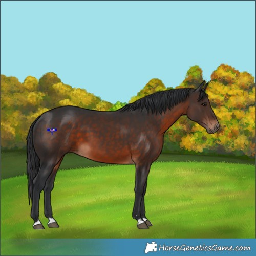 Horse Color:Brown 