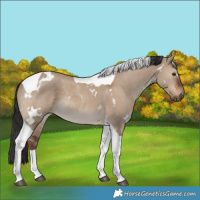 Horse Color:White Spotted Liver Red Dun Tobiano Rabicano 