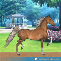 Horse Color:Chocolate Palomino Tobiano Rabicano