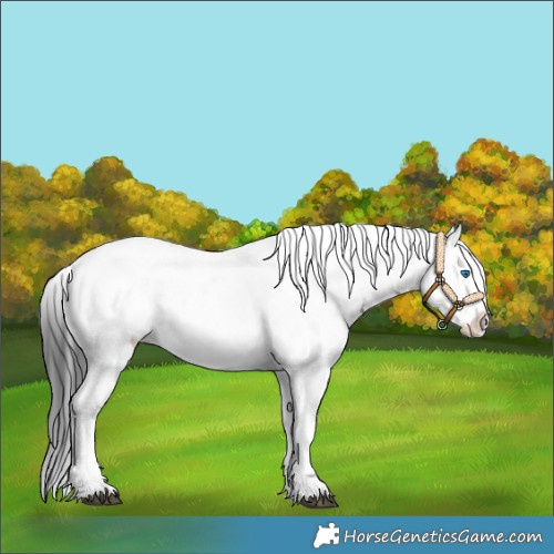 Horse Color:Black Frame 