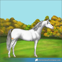 Horse Color:Liver Chestnut Frame 