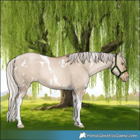 Horse Color:White Spotted Silver Grullo Pearl Tobiano Rabicano