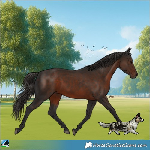 Horse Color:Liver Chestnut 
