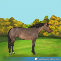 Horse Color:Brown Dun 