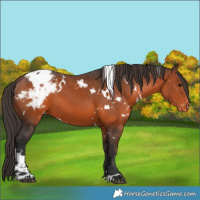 Horse Color:White Spotted Brown Blanket 