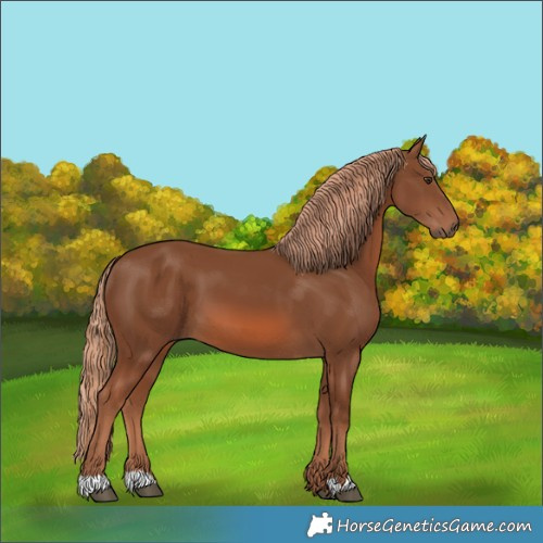 Horse Color:Chestnut 