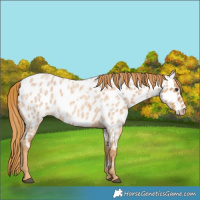 Horse Color:Red Roan Near Leopard 