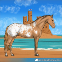 Horse Color:Chestnut Appaloosa