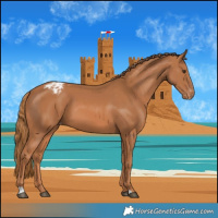 Horse Color:Chestnut Appaloosa 