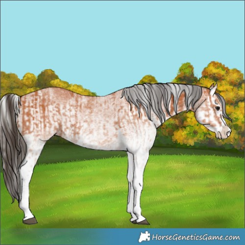 Horse Color:White Spotted Bay Splash  and White Spotted Bay Splash Varnish 