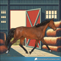 Horse Color:Bay 