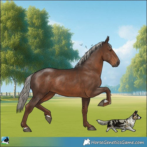 Horse Color:Gray Liver Chestnut Mushroom Rabicano