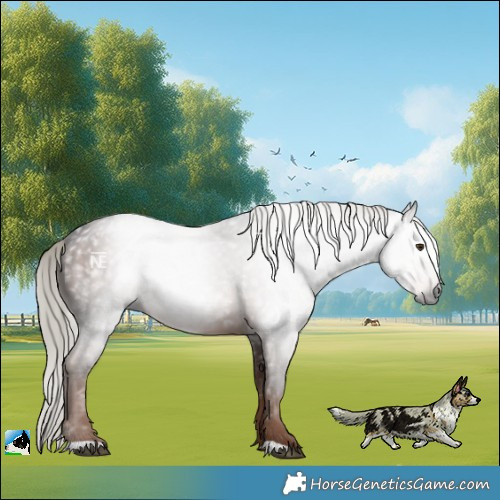 Horse Color:Gray Liver Chestnut Mushroom Rabicano