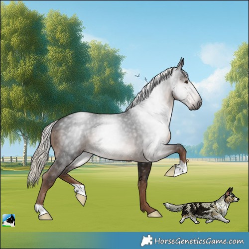 Horse Color:Gray Liver Chestnut Mushroom Rabicano
