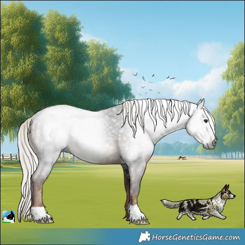 Horse Color:Gray Liver Chestnut Mushroom Rabicano 