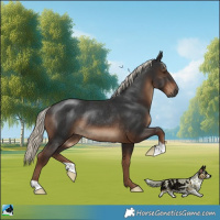 Horse Color:Gray Liver Chestnut Mushroom Rabicano 