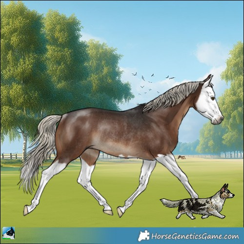 Horse Color:Gray Liver Chestnut Mushroom Splash Rabicano 