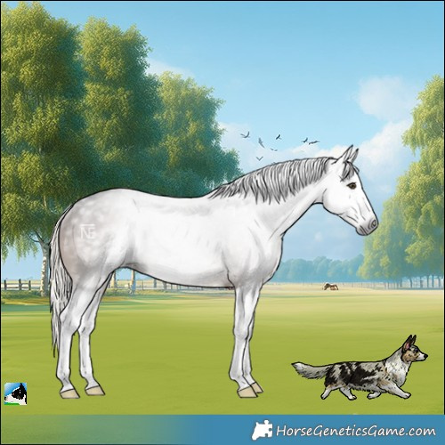 Horse Color:Gray Liver Chestnut Mushroom Splash Rabicano 