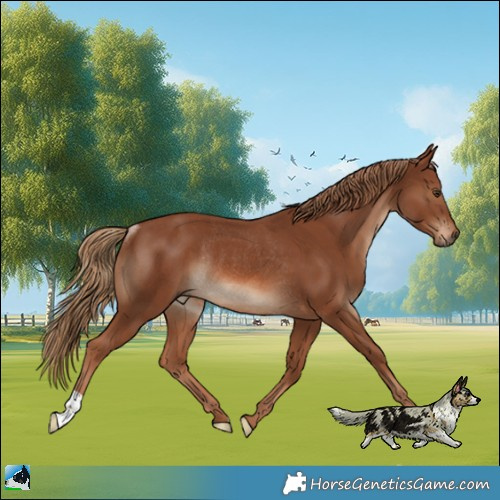 Horse Color:Chestnut Rabicano 
