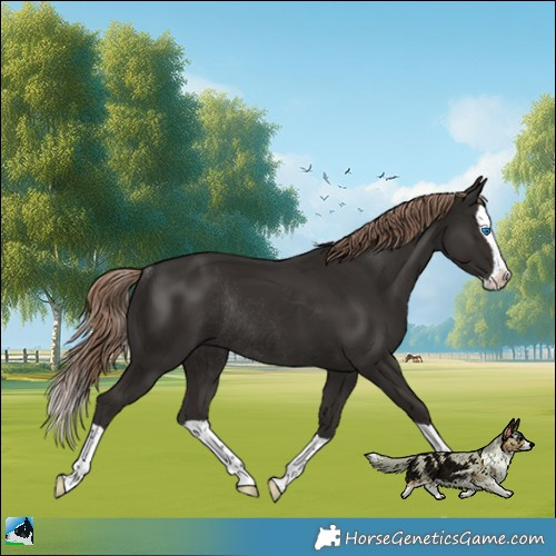 Horse Color:Liver Chestnut Splash Rabicano
