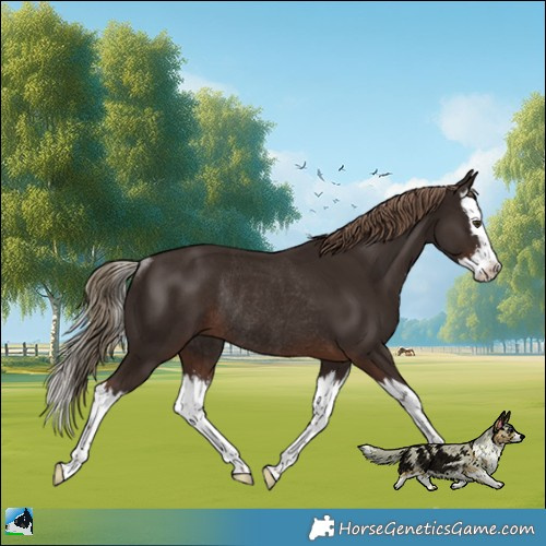 Horse Color:Liver Chestnut Sabino Splash Rabicano 