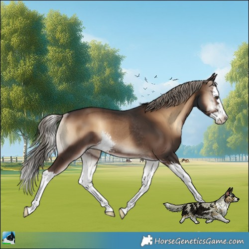 Horse Color:Liver Red Onyx Sabino Splash Rabicano