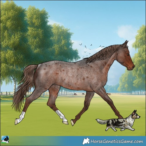 Horse Color:Liver Red Roan Rabicano 
