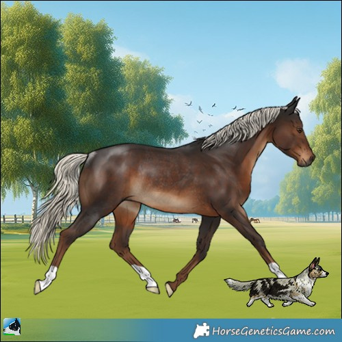 Horse Color:Gray Liver Chestnut Mushroom Rabicano