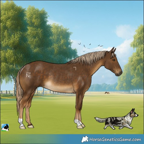 Horse Color:Chocolate Palomino Rabicano 