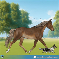 Horse Color:Chocolate Palomino Rabicano 