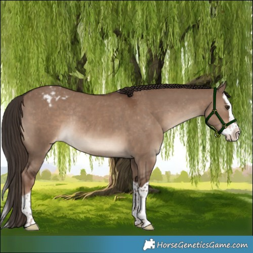 Horse Color:Liver Red Dun Splash Appaloosa Rabicano 