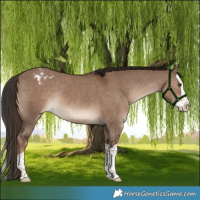 Horse Color:Liver Red Dun Splash Appaloosa Rabicano