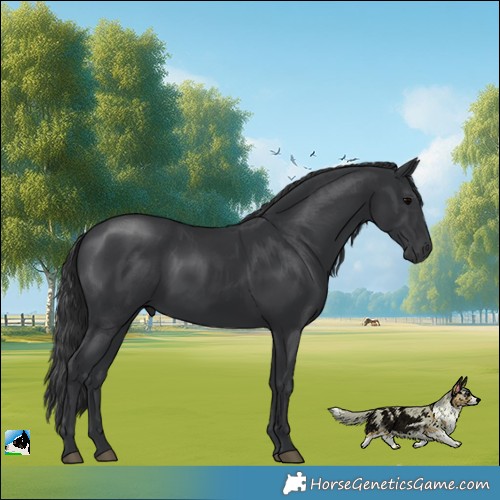 Horse Color:Black Rabicano 