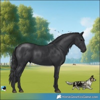 Horse Color:Black Rabicano 