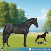 Horse Color:Brown Rabicano 